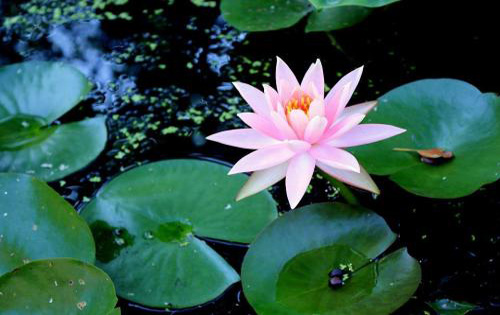 党建论文-媒体融合背景下的党建宣传工作创新探索