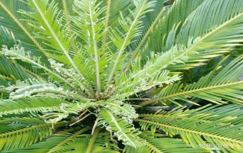 绘画论文:从中国民间传统“花木精灵”的浪漫幻想到现代“精灵”插画拟人化造型设计