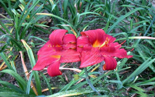 绘画论文:从中国民间传统“花木精灵”的浪漫幻想到现代“精灵”插画拟人化造型设计