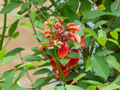 绘画论文:从中国民间传统“花木精灵”的浪漫幻想到现代“精灵”插画拟人化造型设计