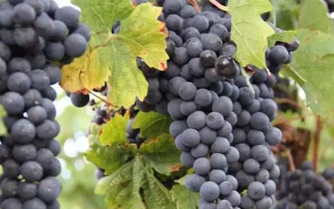 西方哲学论文:梅洛·庞蒂技术思想研究