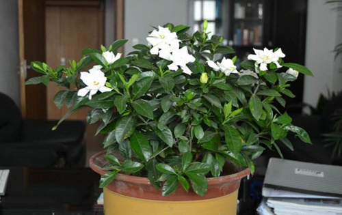 心理教育论文-青少年感觉寻求人格特质的培养策略探析