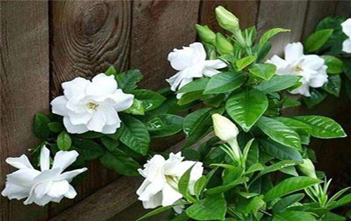 心理教育论文-青少年感觉寻求人格特质的培养策略探析