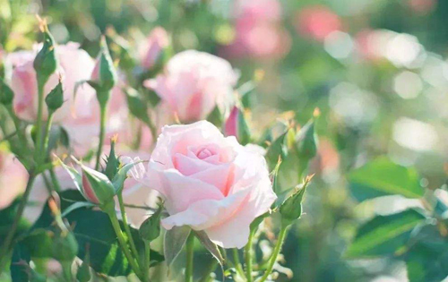 语言学论文:拜厄特小说中的女性形象及其女性主义思想