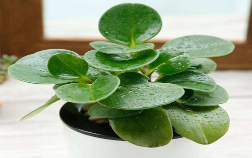 思想政治教育类论文:大学文化视阈下思想政治教育的作为主旨与创新向度