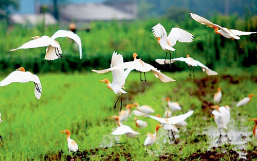 马克思主义哲学论文:论马克思主义生态文明理论及对当代中国的指导意义