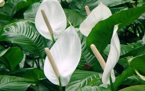 关于人才培养的论文:“一体三面”:高职教育人才培养逻辑建构与实施路径