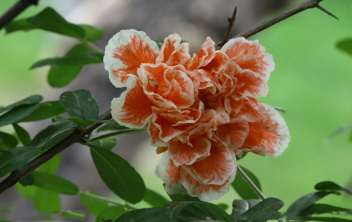 MPA论文写作要求