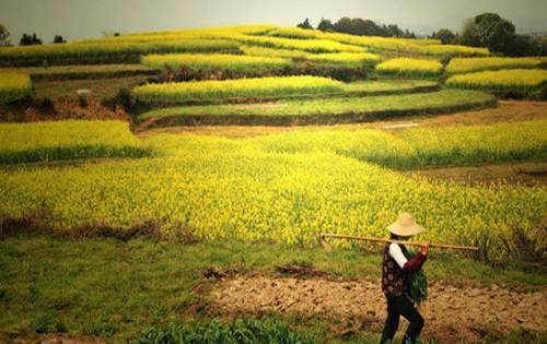 三农问题的论文-误解与无知:农民对精准扶贫政策的认识危机
