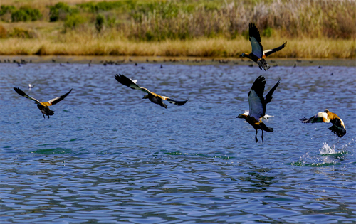 公共管理论文:云南环境治理中政府、企业、公众协同体系构建研究 ——以程海污染治理为例